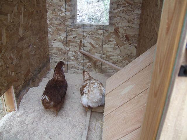 What would come out are the chickens! They don't seem to mind too much buster being excited about them.