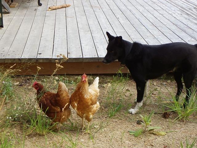 He does not know which way to take them.