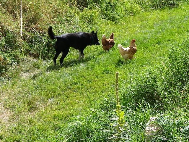 Herding is not always necessary; sometimes just following works.