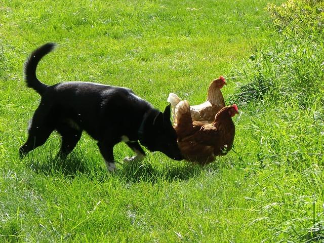 Buster herding the girls on a beautiful September 2010 morning.