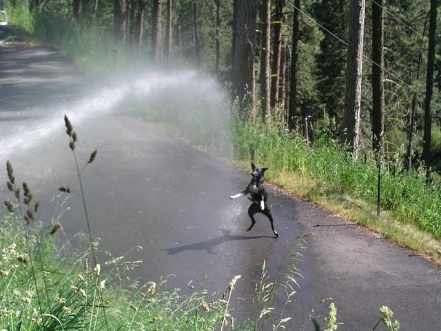 Buster loves chasing water.