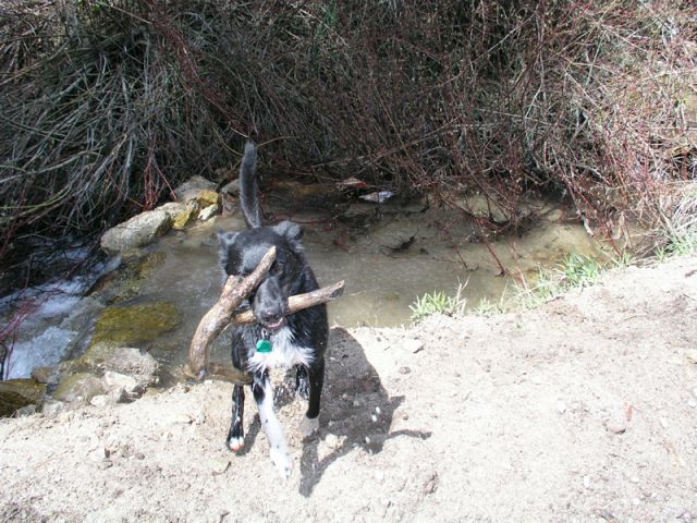 Buster and his two favorite things water and sticks.
