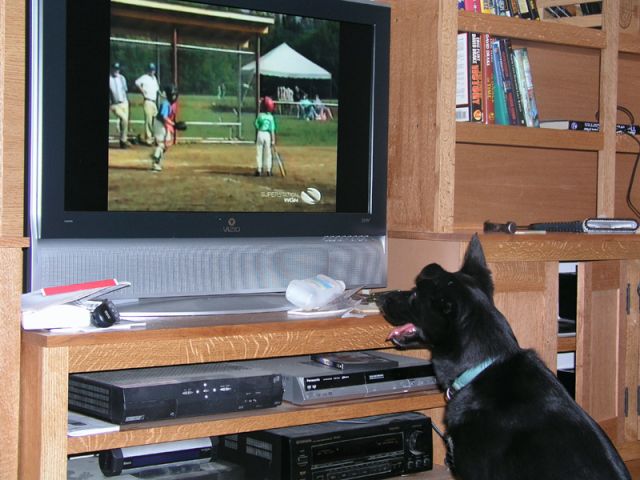 Buster likes to watch TV