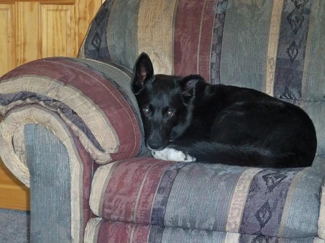 Buster Resting on the couch