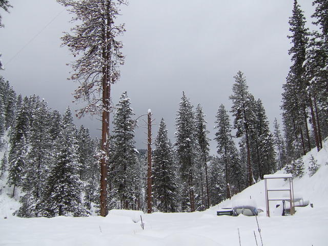 Our back yard! Some of these trees will be cut down; the view will then change to a wider vista.