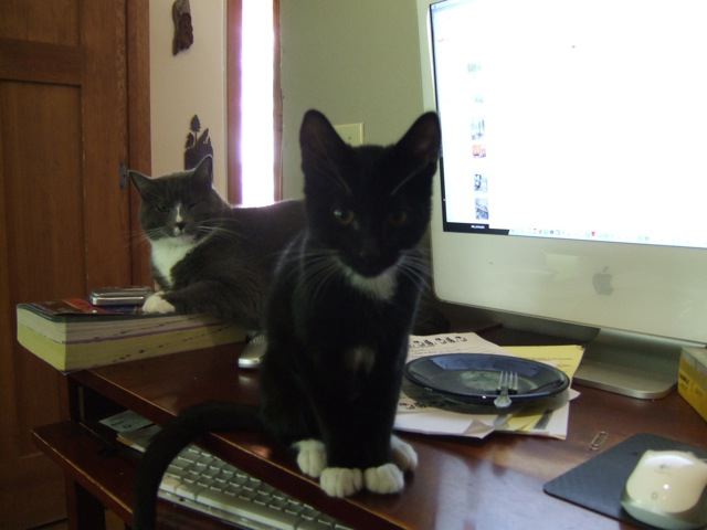 New kitten Fred sits in front of Jack around June 17, 2008