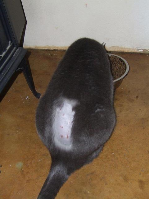 Jack injured by some animal, deep holes in his back. Around June 12, 2008