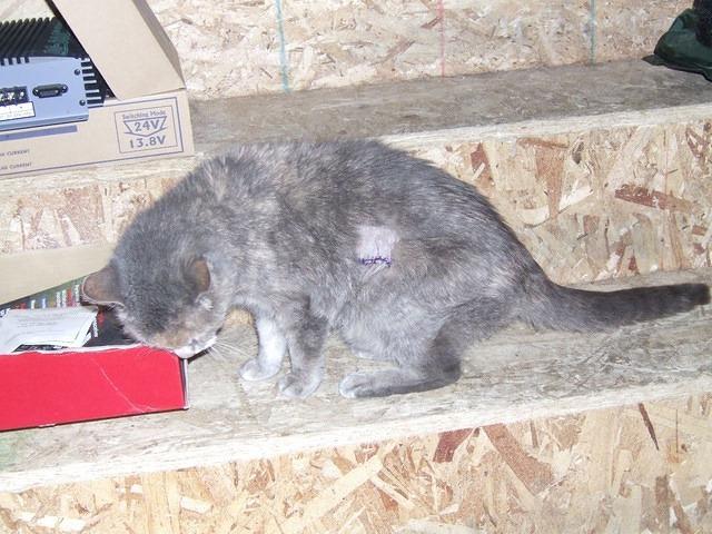 Reba had an open cyst removed around June 1, 2008