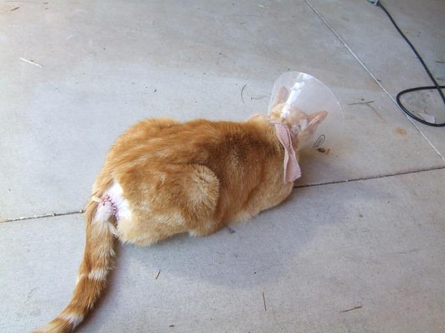 Orangie got an enormous cut somewhere around June 22, 2008.