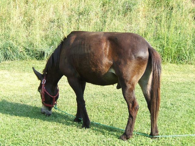 We had a visitor! He really likes the clover in our front yard.