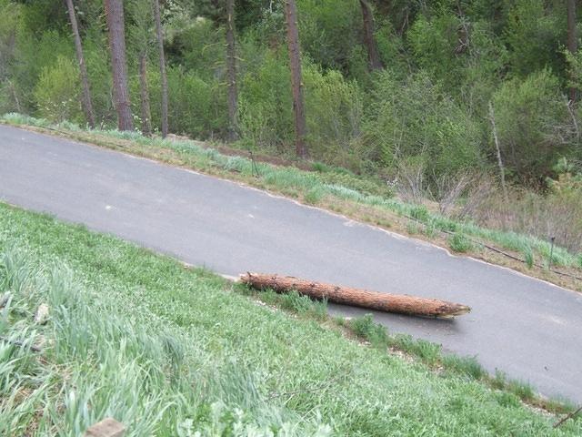 part of the tree rolled down to the driveway.