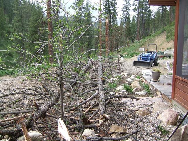 The tree just missed the house but hit the Hawthorne tree.