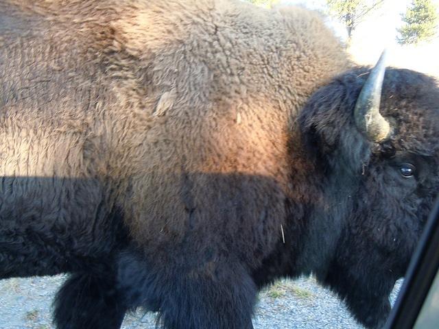 The two buffalo walked past us on each side of the car. Patty got the best shot showing how close they were to the car.