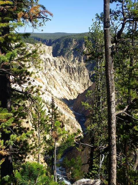 The 'grand canyon' of Yellowstone formed by the Yellowstone River.