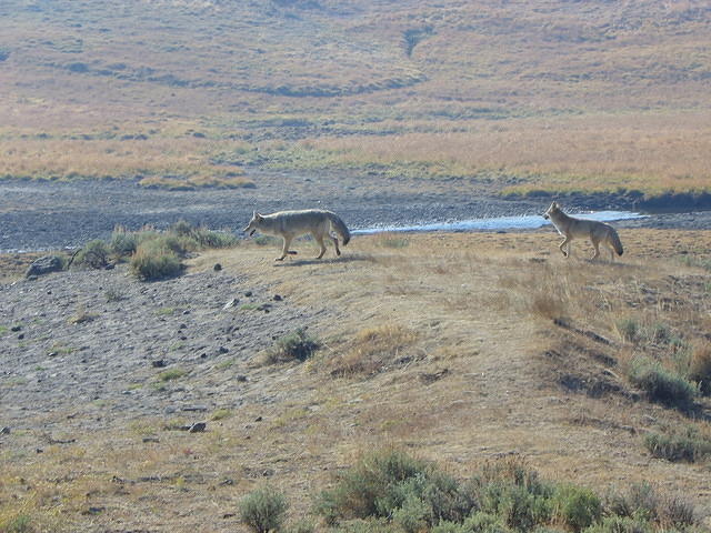 More coyotes; these blend in well also.