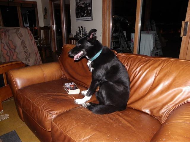 Buster is glad to be home!