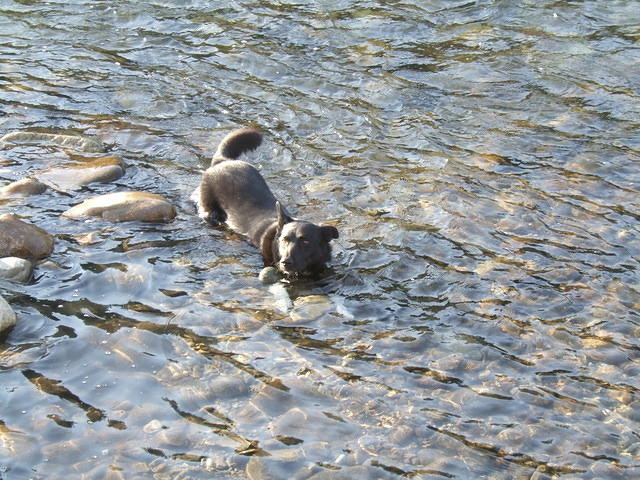 Buster found a tennis ball! When he gets tired from running after it, he takes himself and the ball for a cool down.