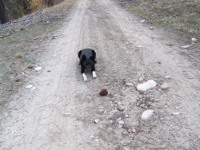 Buster says, "I brought it, you throw it for me!"