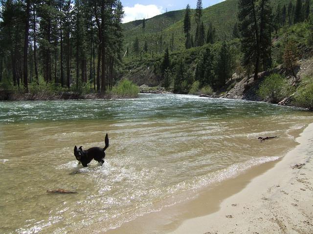 Buster likes the water at the Beach. We have to watch him since he keeps aiming for the fast center.  It looks so exciting!