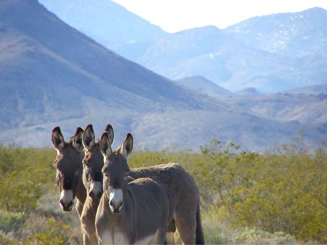 There are wild burroes living in Death Valley. We were lucky to see three of them.