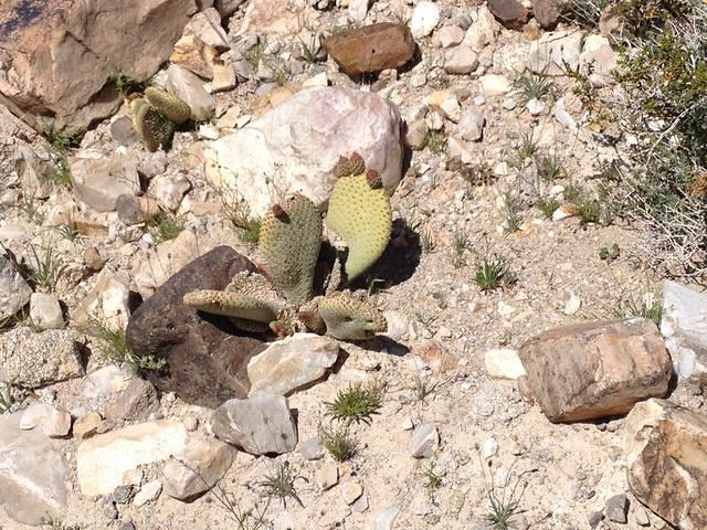 We are too early for these cacti to bloom.