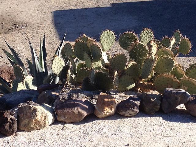 Back at the hotel again; some cacti in front.