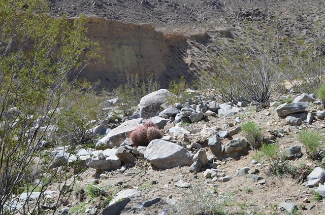 My favorite red cacti. It does get redder.