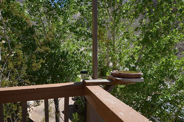 The constantly fed bird feeder at cabin one.