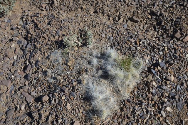 Be careful where you step! bad cactus!