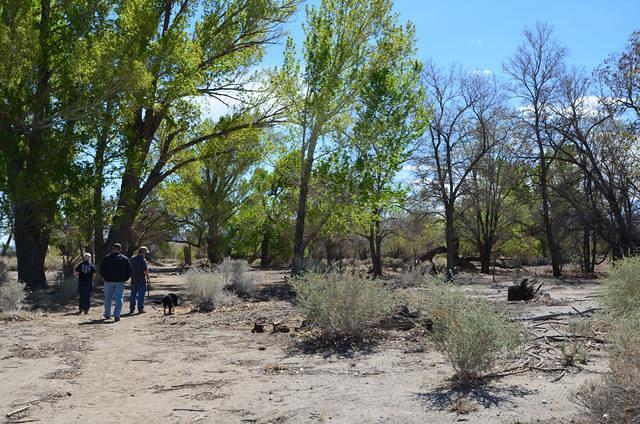 There must be some water nearby because not all the trees have died. maybe they are being watered.