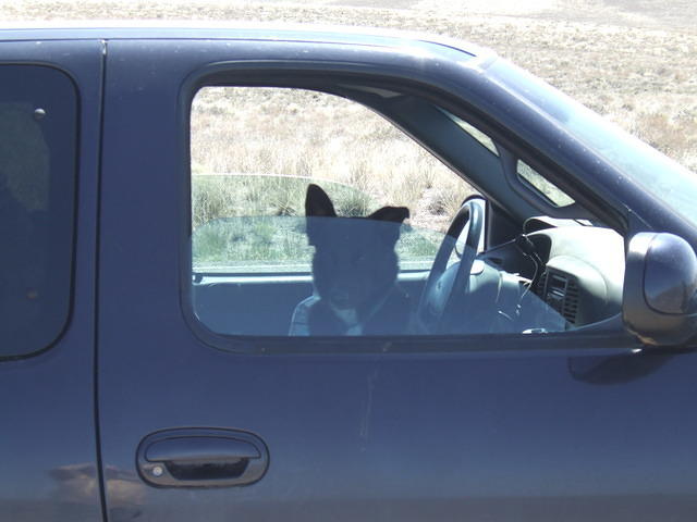 Buster gets to sit in the truck and wait.