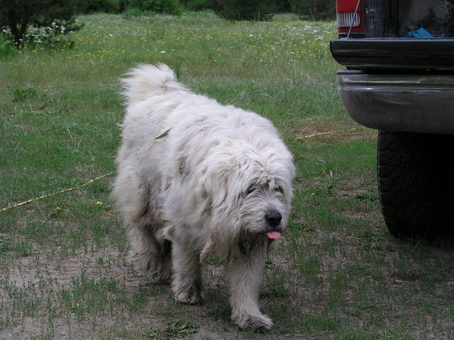 This dog guards the sheep from predators.