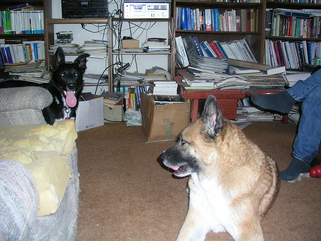 The dogs mostly got along, but Buster was nervous after being mildly attacked twice.