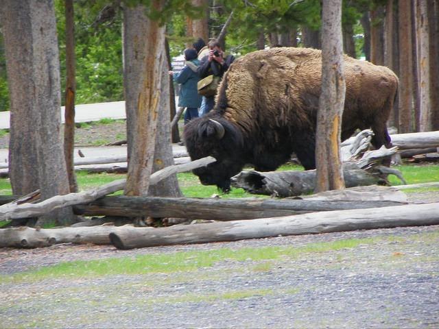 There was a buffalo by the newer lodge. He was popular with the tourists!