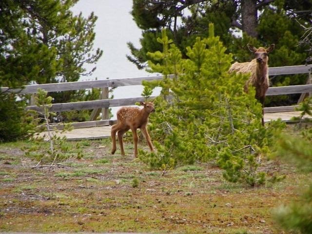 One of the most popular spots was closed off; too many tourists were bothering the new mothers.