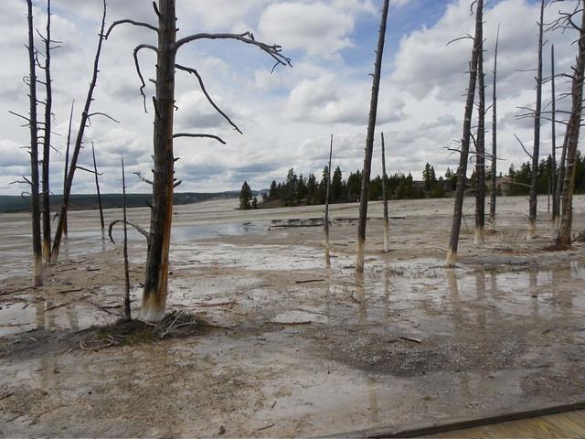 Not much grows by the mud flats. Rather pretty though.