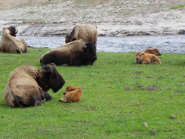 The elk aren't the only ones with babies in spring.