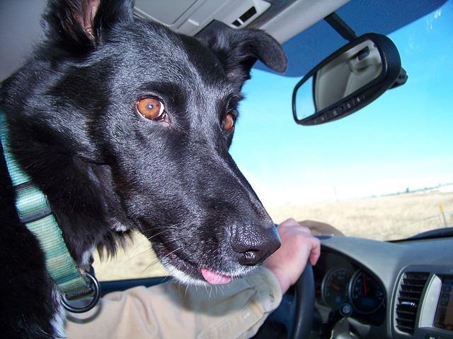 Buster wants to get home! He stands between us, ready to lick an ear at any time.