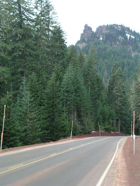 One of many forests we drove through.