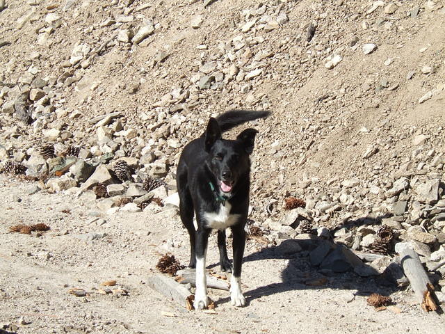 Buster is enjoying the campout. He gets to run free since there in no one else around. The 'running sticks' (chipmonks and squir