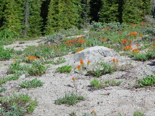 The mountain is in full bloom; lots of flowers everywhere.