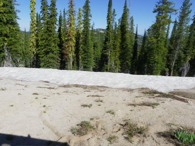 We are close to Wilson Peak and there are spots of snow here too.