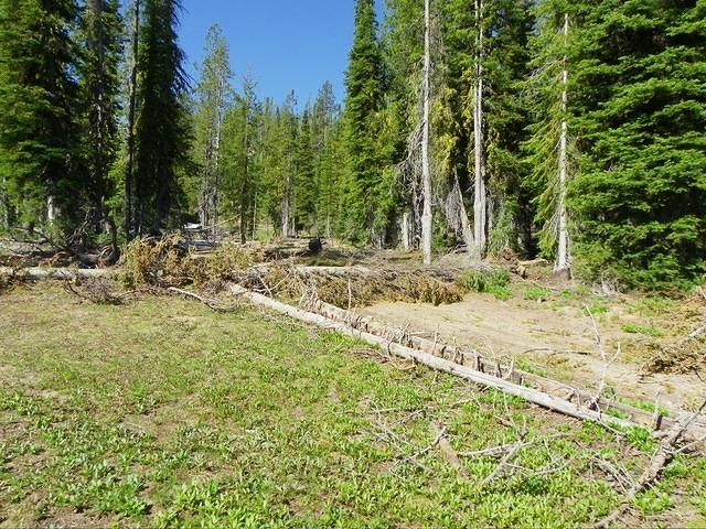 Our second obstacle! The first tree of many.