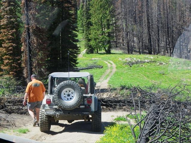 Another tree! This time it is a burnt one.
