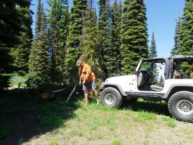 What do you know! Another tree. 