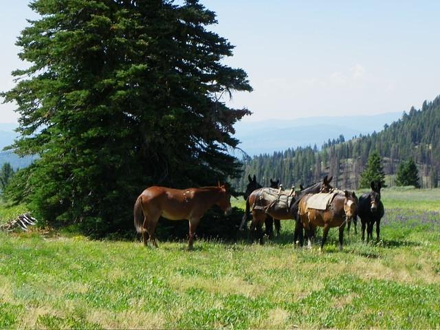 Sheep hreder's horses. The old west in action.