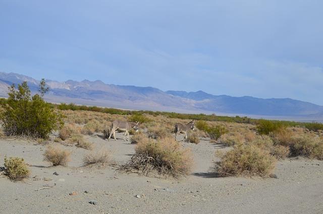 DSC_0052.JPG