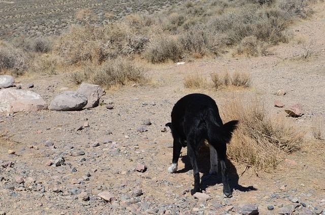 Buster really enjoyed the frequent stops.