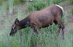 Elk Cow Grazing in the yard