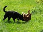 Buster herding the girls on a beautiful September 2010 morning.